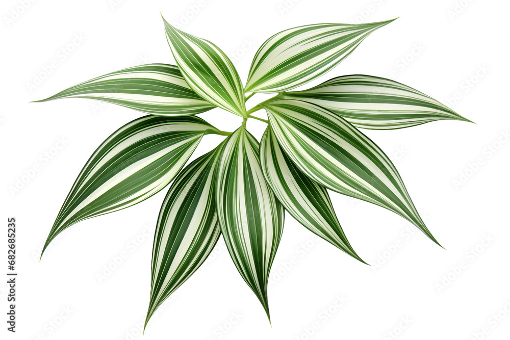 Plant Foliage on White on a transparent background