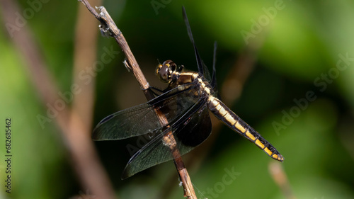 A dragonfly on a small twig in the sun. © Robert