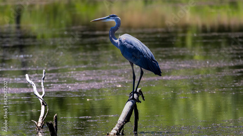 Obraz na plátně A Great Blue Heron on a Lake in Oregon