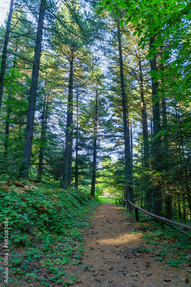 Fototapeta premium Forest footpath in Pelister National Park