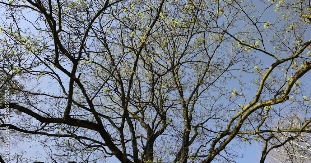 leafless deciduous trees in the spring season, beautiful bare branches of deciduous trees after winter leafless deciduous trees in the spring season, beautiful bare branches of deciduous trees after winter