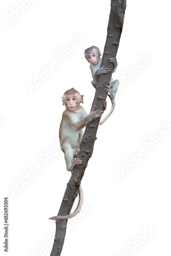 Photography Portrait two Macaca or monkeys climbs play on tree in natural forest and looking carefully