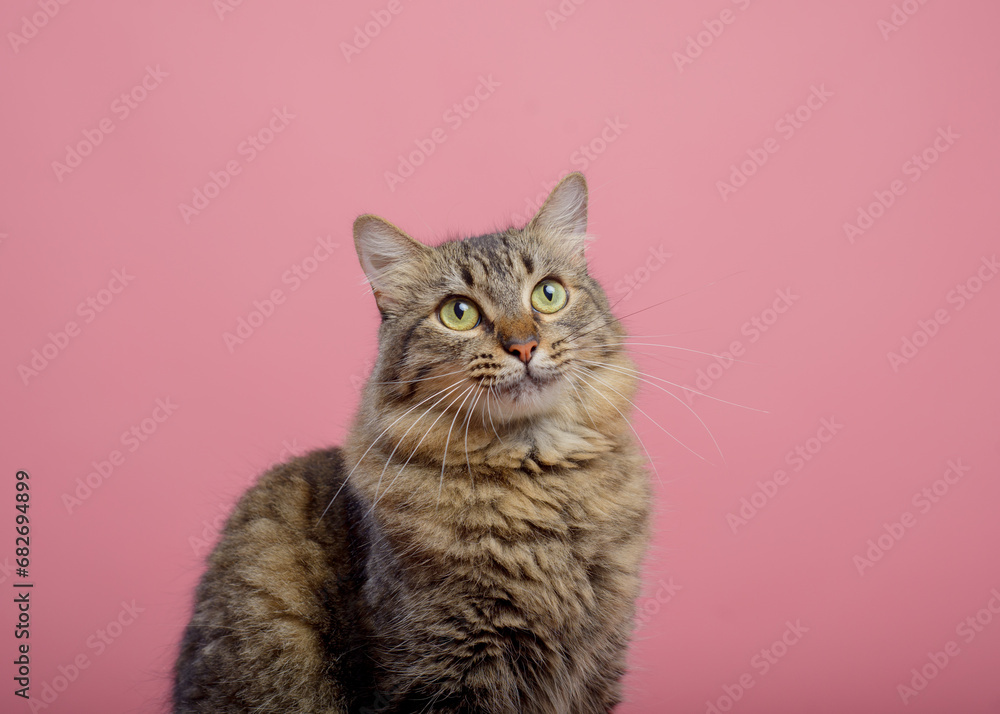 Portrait of a tabby cat sitting looking up. Pink background.