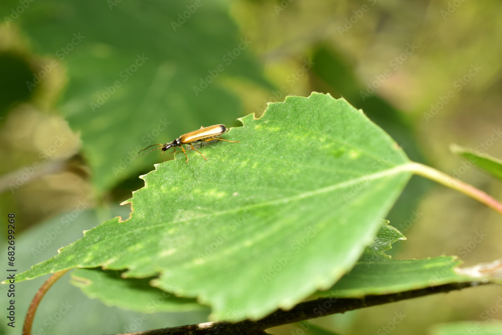 Fototapeta premium An insect called Ragonycha lignosa, a species of soft beetle.