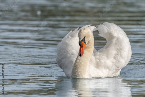 Mute swan (Cygnus olor) male making territorial display.