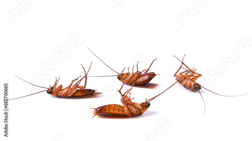 4 Dead cockroach isolated on white background.