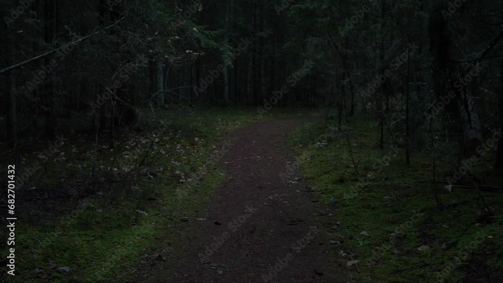 Walking in first person through the forest on the road in the evening Walking in first person through the forest on the road in the evening
