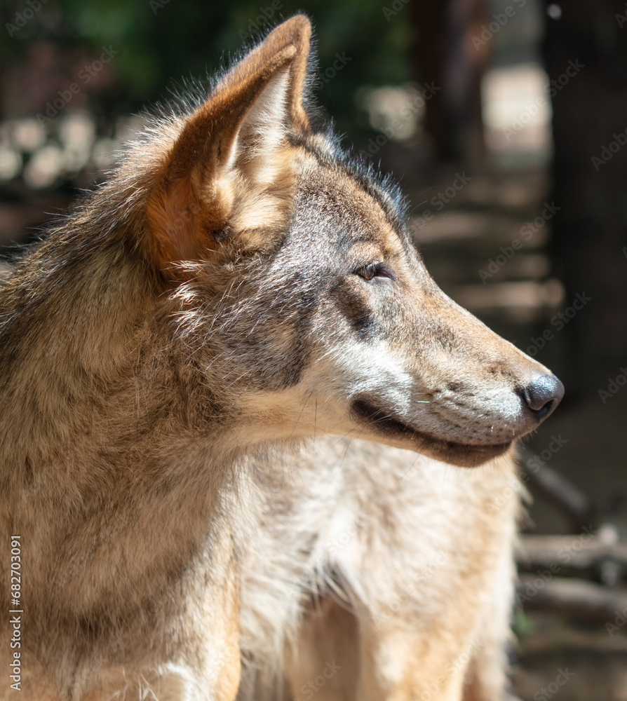 Fototapeta premium Portrait of a wolf in the zoo