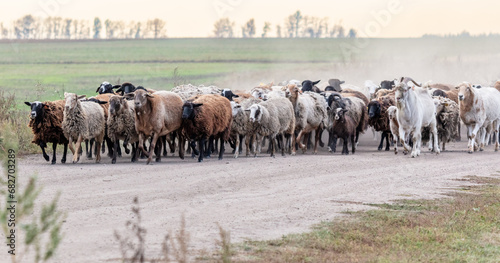 A herd of sheep walks along a dirt road to a pasture © schankz