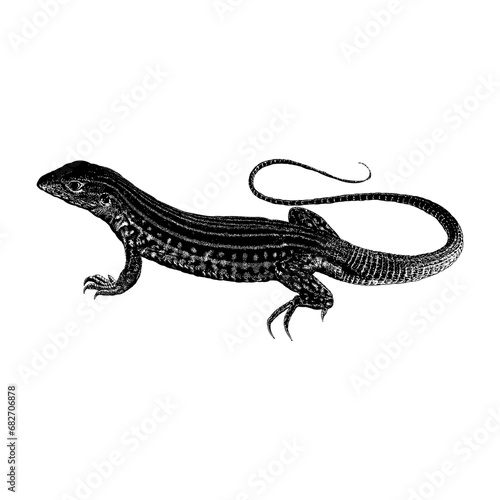 Whiptail Lizard hand drawing vector isolated on background.