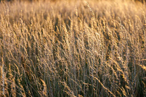 Dry yellow wild grass close-up full-frame background with selective focus