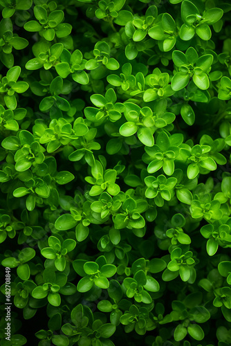 Thyme Abundance  Fresh Green Leaves Filling the Frame  showcasing Fresh Herbs