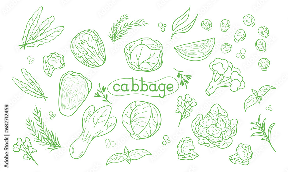 Line icon different Cabbage vector illustration. Design for kale day, healthy food, day, recipes. Line icon different Cabbage vector illustration. Design for kale day, healthy food, day, recipes.