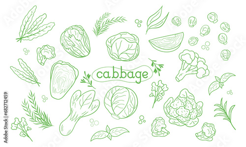 Line icon different Cabbage vector illustration. Design for kale day, healthy food, day, recipes.