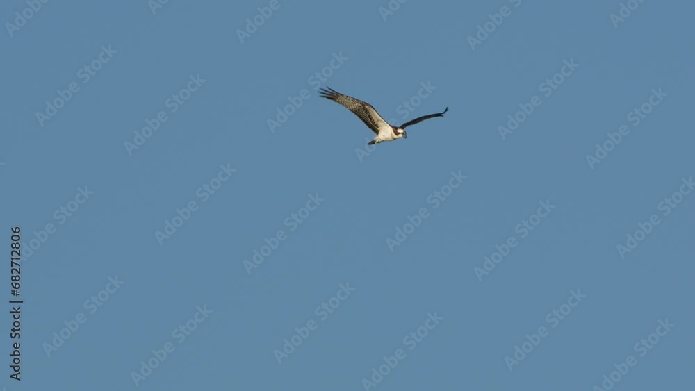 osprey is hunting fish osprey is hunting fish