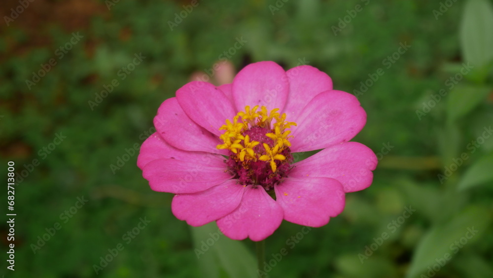 pink zinnia flower in the garden pink zinnia flower in the garden