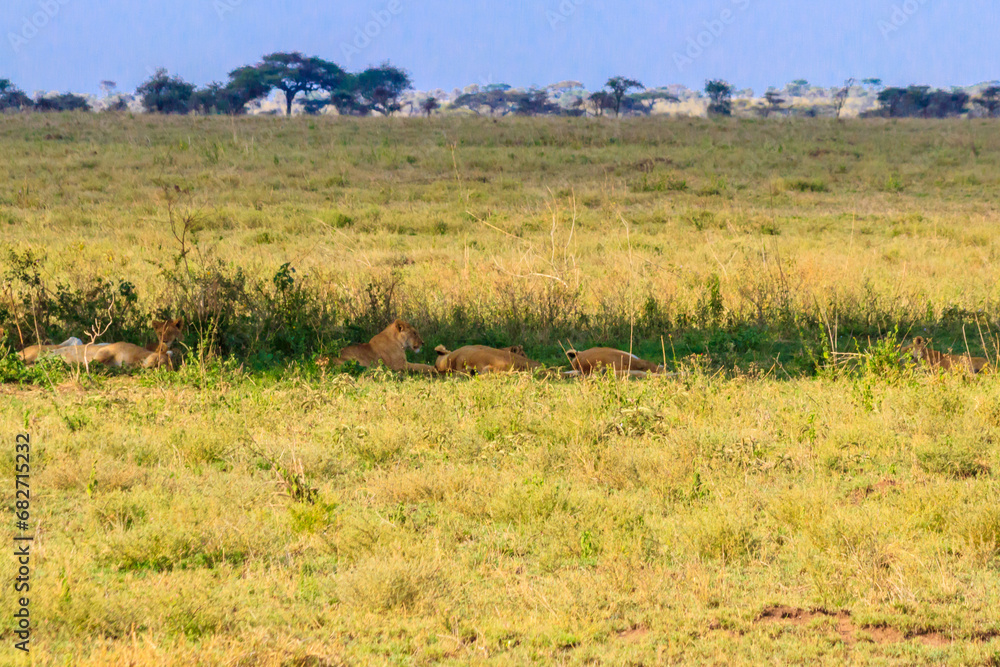 Pride of lions (Panthera leo) in savannah in Serengeti national park, Tanzania