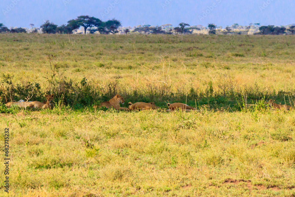 Pride of lions (Panthera leo) in savannah in Serengeti national park, Tanzania Pride of lions (Panthera leo) in savannah in Serengeti national park, Tanzania