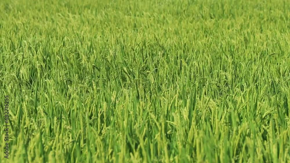 田んぼの稲穂が風に揺れる風景 田んぼの稲穂が風に揺れる風景