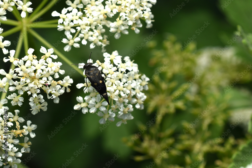 Insect of the thornback or humpback, an insect of the order Coleoptera. Insect of the thornback or humpback, an insect of the order Coleoptera.