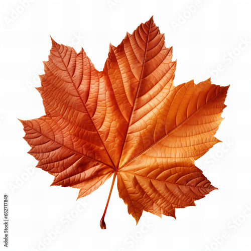 Autumn leaf isolated on white background