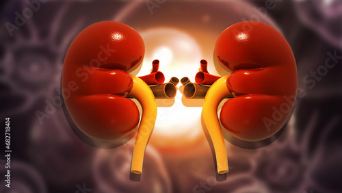 Human kidney anatomy on scientific background. 3d illustration.. photo