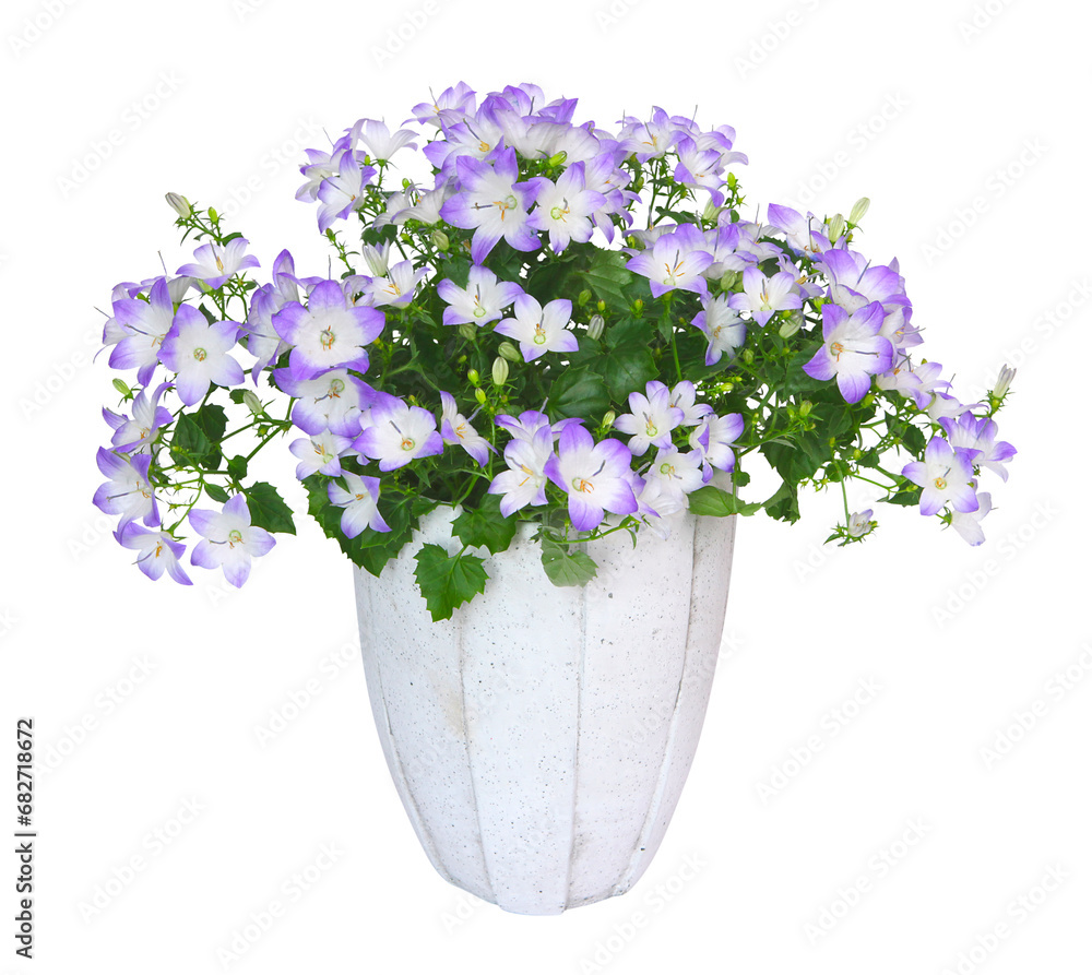 Campanule en pot Campanule en pot