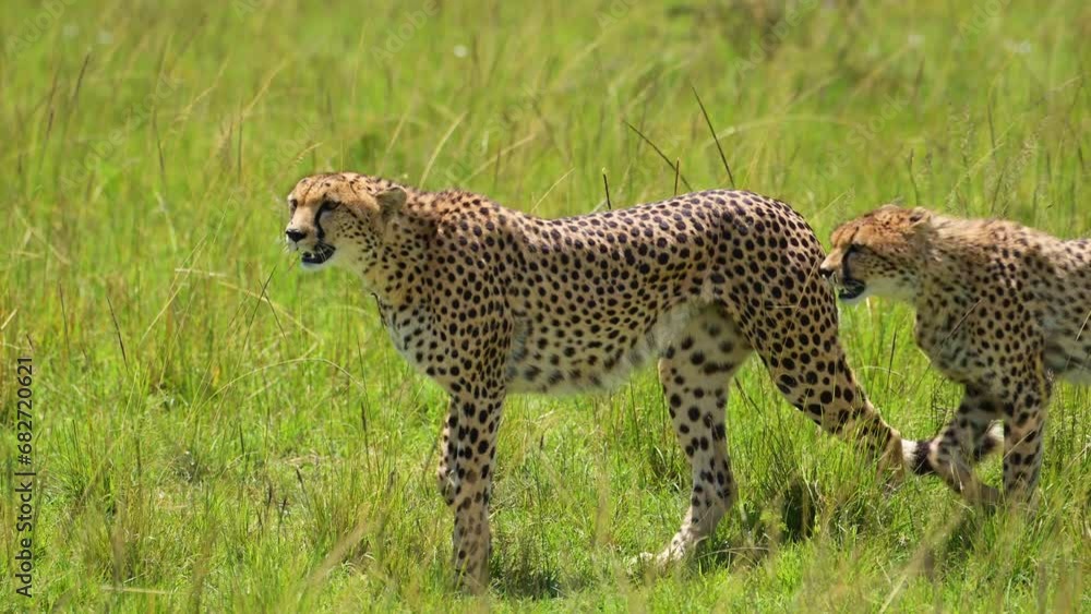 Close up shot of Cheetah walking in lush grassland landscape, African Wildlife in Maasai Mara National Reserve, Kenya, Africa Safari Animals in Masai Mara North Conservancy Close up shot of Cheetah walking in lush grassland landscape, African Wildlife in Maasai Mara National Reserve, Kenya, Africa Safari Animals in Masai Mara North Conservancy