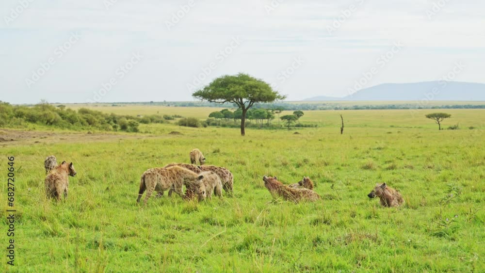 Slow Motion Shot of Pack of Hyenas spread out over a kill on lush grassland, African Wildlife feeding in the Maasai Mara, Kenya, Africa Safari Animals scavenging for food in Masai Mara Slow Motion Shot of Pack of Hyenas spread out over a kill on lush grassland, African Wildlife feeding in the Maasai Mara, Kenya, Africa Safari Animals scavenging for food in Masai Mara