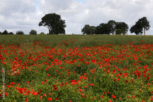 Poppies in Normandy  France.