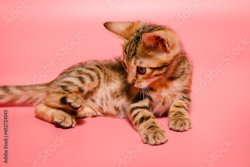 Fototapeta Naklejka Na Ścianę i Meble -  Bengal kitten