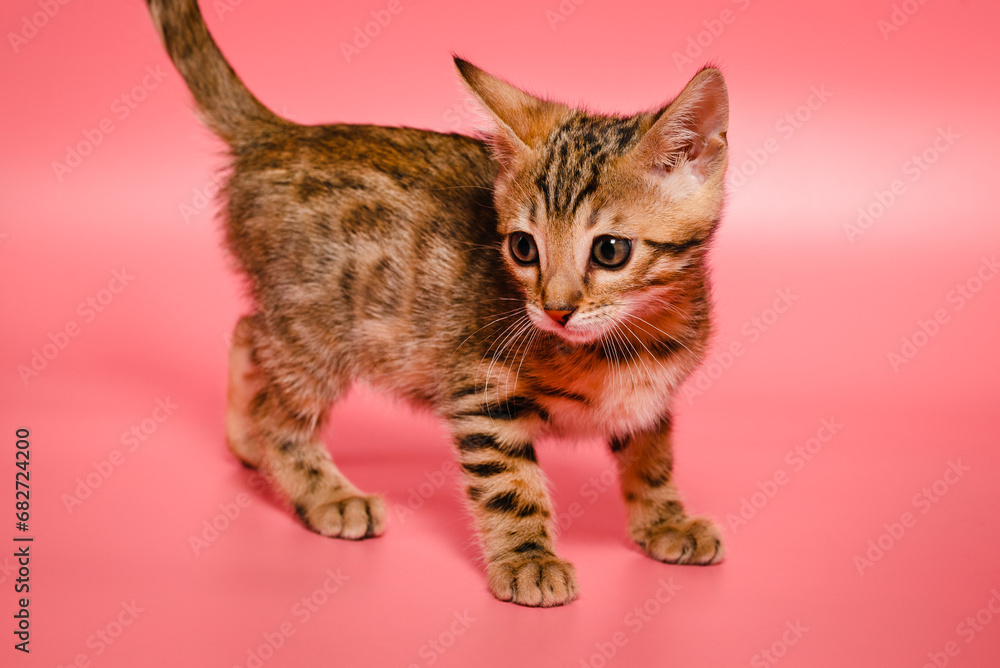 Naklejka premium Bengal kitten