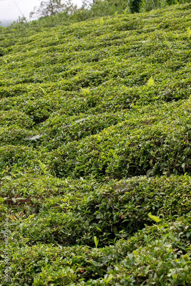 Tea field. Organic tea field ready for harvest