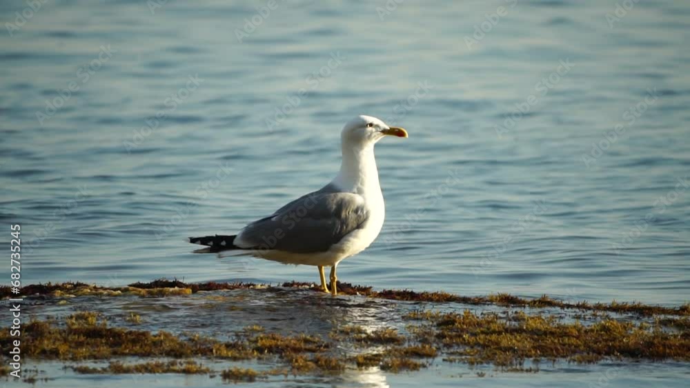 Slow motion close-up shot of a seagull on the rock against calm sea. Bird looking around and cleans its feathers, waiting for a prey and flies to catch a fish. No people. Slow motion Slow motion close-up shot of a seagull on the rock against calm sea. Bird looking around and cleans its feathers, waiting for a prey and flies to catch a fish. No people. Slow motion