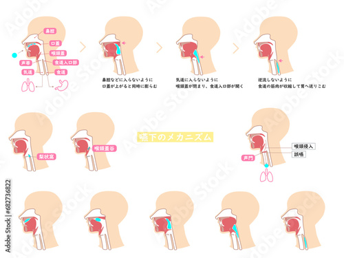 嚥下　プロセス　人体　解剖図　解説　カラー　イラスト　セット