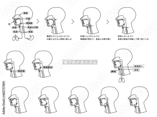 嚥下　メカニズム　人体　頭部　解剖図　セット　