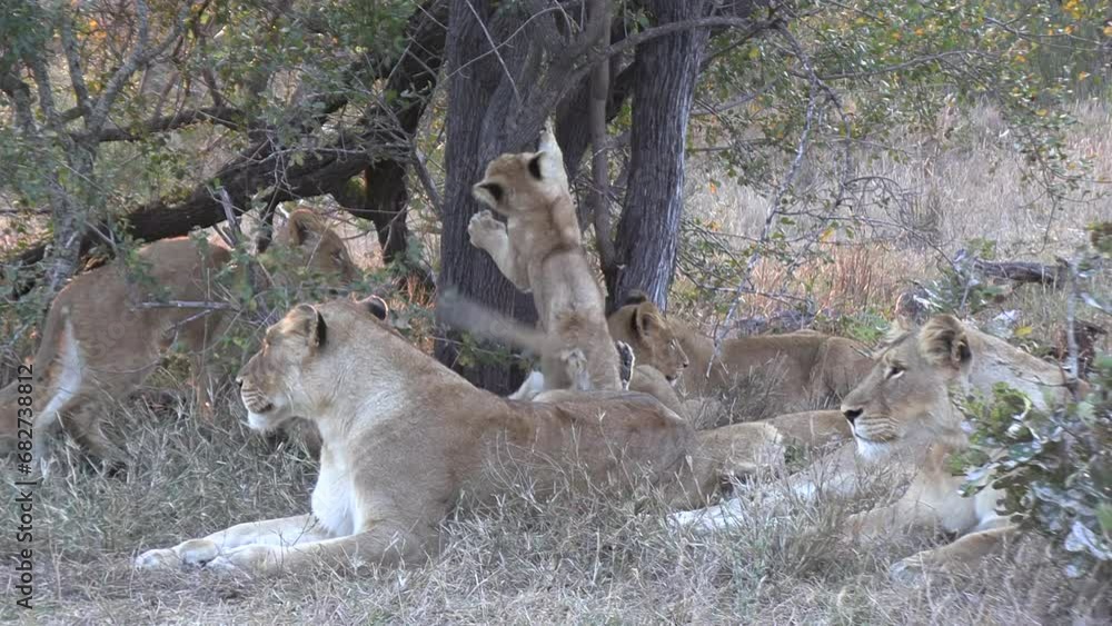 Lion cubs scratch a tree trunk in the presence of the adults. Close up shot. Lion cubs scratch a tree trunk in the presence of the adults. Close up shot.