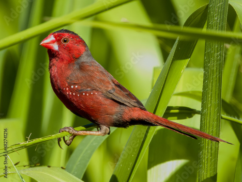 Photos Crimson Finch in Queensland Australia