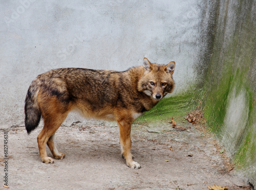 Golden jackal.  Jackals are small in size. In appearance, the jackal is very similar to the gray wolf, in fact, it is a smaller copy. Common jackals are also called reed wolves. © galina_savina