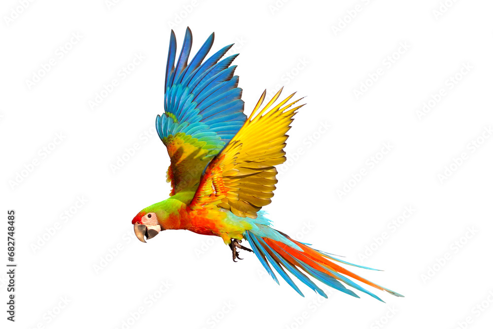 Colorful flying Shamlet macaw isolated on transparent background png file