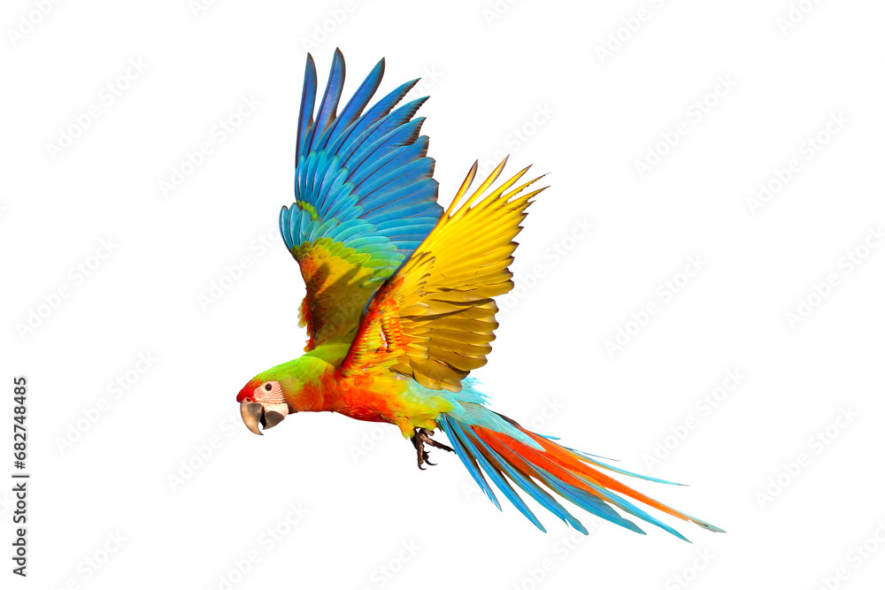 Fototapeta premium Colorful flying Shamlet macaw isolated on transparent background png file