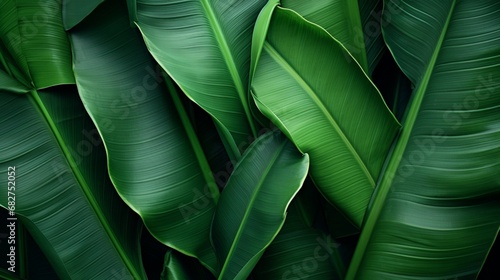 Tropical Banana Leaf