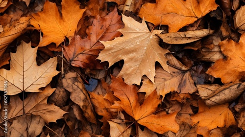 Leaves on ground