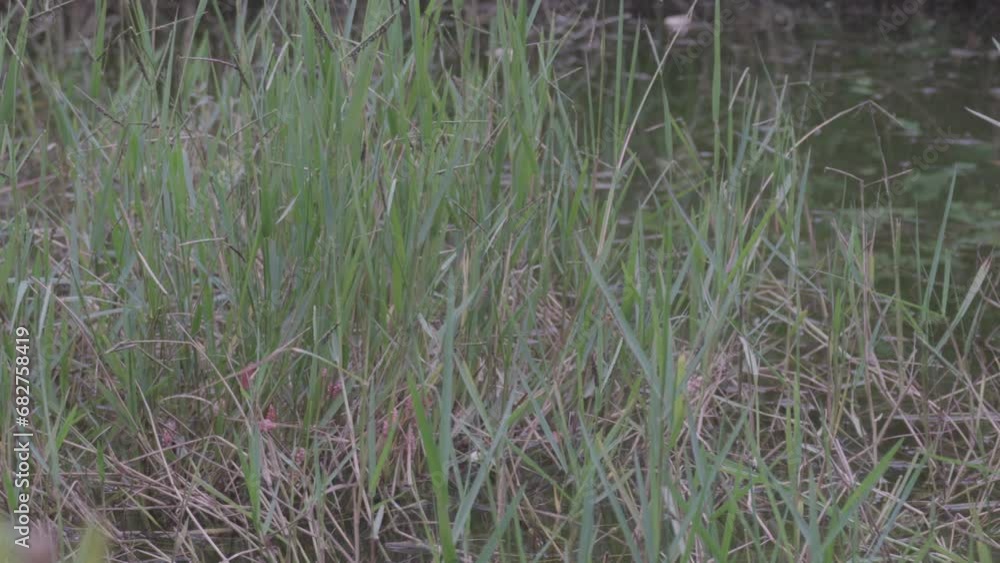 The unmanaged pond is covered with weeds and snails eggs. The unmanaged pond is covered with weeds and snails eggs.