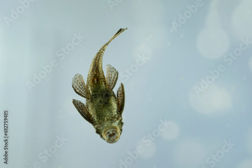 perspektive rückenschwimmender kongowels  fisch photo