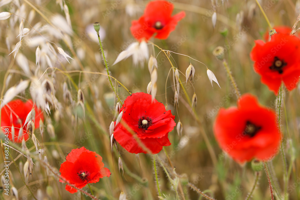 Fototapeta premium Poppies in Giverny, France