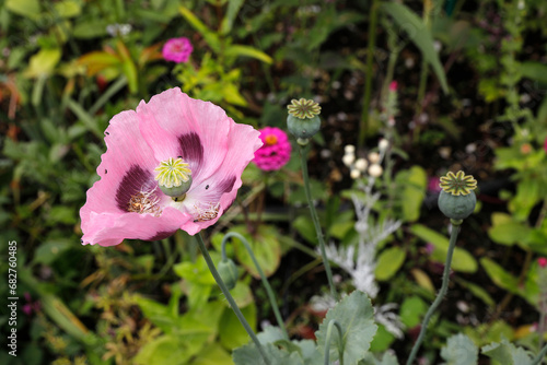 Wallpaper Mural Flowers in Claude Monet's garden in Giverny, France. Torontodigital.ca
