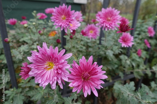 Pink flowers of Chrysanthemums near fence in mid November