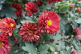 Bloom of red and yellow semidouble Chrysanthemums in mid October