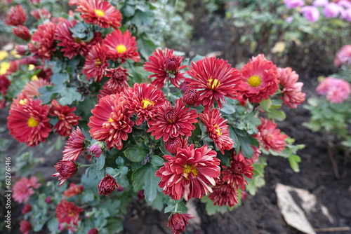 Autumn flowers - red and yellow semidouble Chrysanthemums in bloom photo